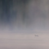 A Loon in the Mist